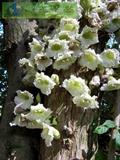Parmentiera cereifera
